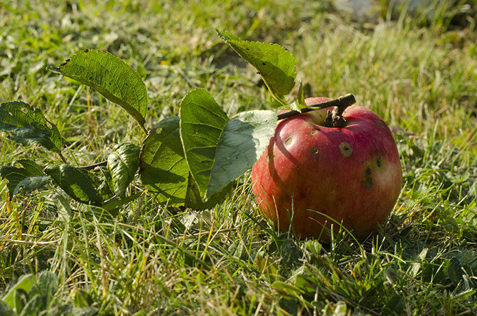 Problemy w uprawie: parch jabłoni
