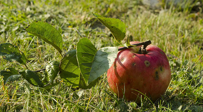 Problemy w uprawie: parch jabłoni
