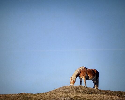Jak sprawdzić linkę sprzęgła?