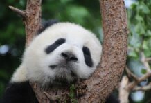 Ile pali Nowa Panda? Ile pali Nowa Panda?
