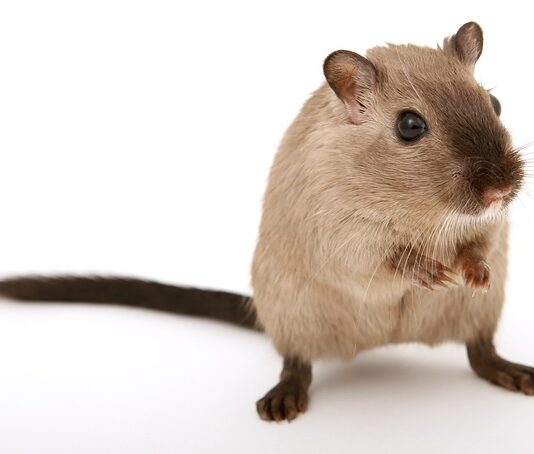 Jak pozbyć się myszy z przyczepy kempingowej?