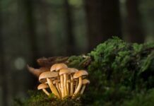 Jak zakończyć listwy przypodłogowe? Jak zakończyć listwy przypodłogowe?