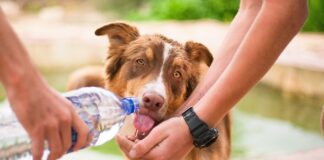 Jak długo można podawać psu probiotyk?