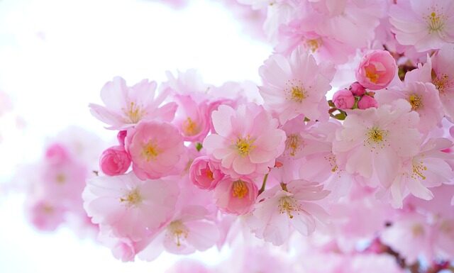 Czy rośliny akwariowe rośną w piasku?