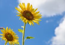 Co to jest Bloom w żelatynie? Co to jest Bloom w żelatynie?