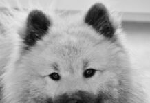 Dlaczego nie kupować Pedigree? Dlaczego nie kupować Pedigree?