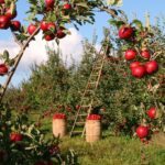 Ile można trzymać suszone jabłka?