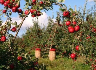 Ile można trzymać suszone jabłka?