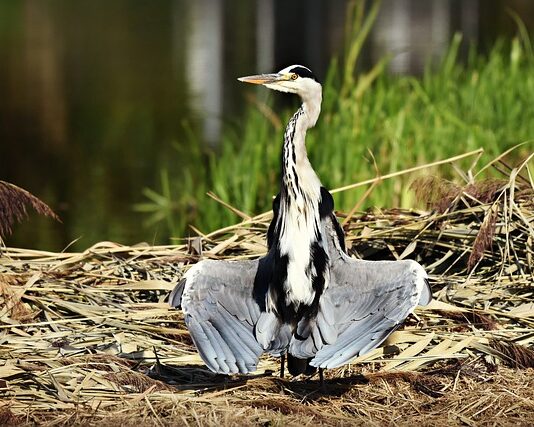 Czy można suszyć w suszarce białe z czarnym?