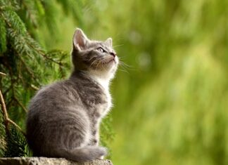 Dlaczego koty nie mogą jeść suchej karmy?
